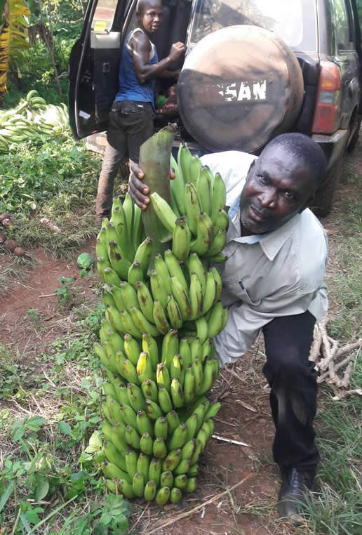 amankwah