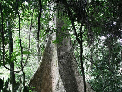 Teak