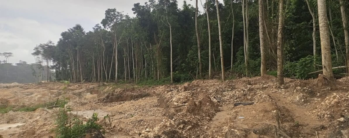 Successful campaign proves Ghana’s forests are worth more than gold (commentary)