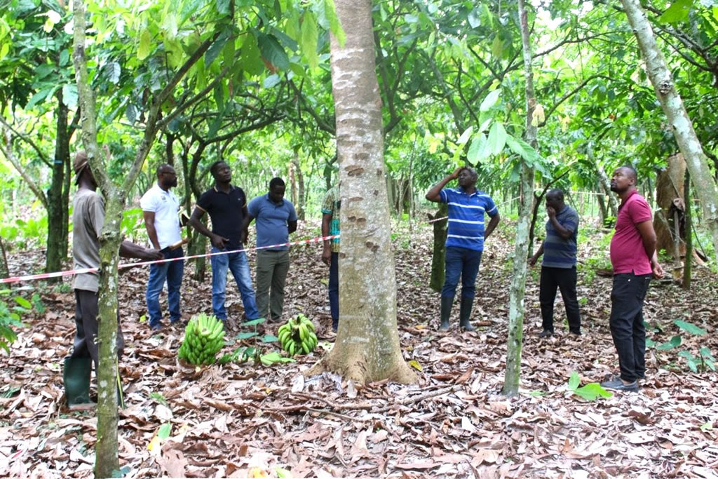 Restoring Ghana’s Forests and Livelihood